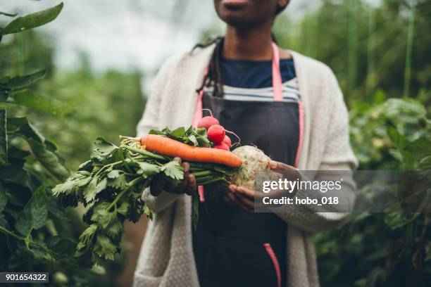 landwirt frau frisches bio-gemüse in ihren händen hält - carrot harvest black and white stock-fotos und bilder