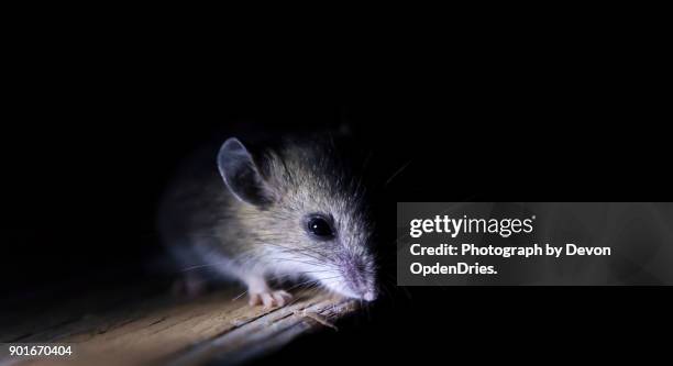 mouse on edge of table in the dark - feldmaus stock-fotos und bilder