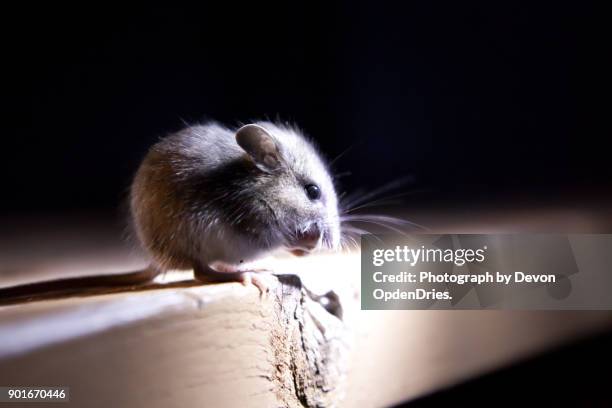 mouse on edge of table in the dark - pest foto e immagini stock