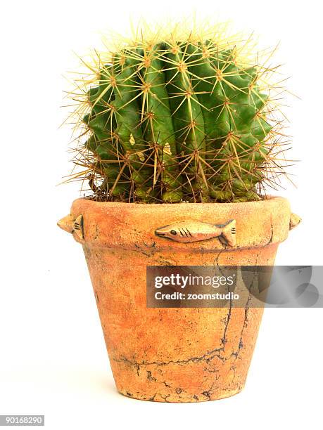 cactus - cactus pot stock pictures, royalty-free photos & images