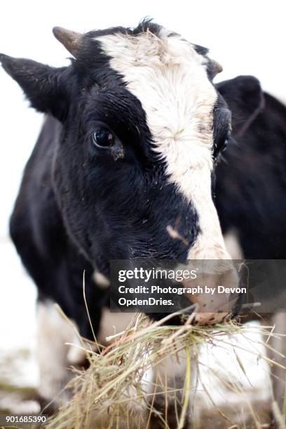 cute young cow eating grass - dairy cattle stock pictures, royalty-free photos & images