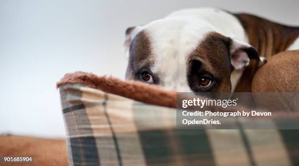 scared dog sitting in dog bed - fear stock-fotos und bilder