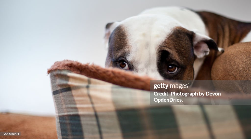 Scared Dog Sitting in Dog Bed