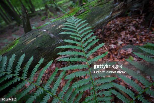 forest soothing scenery, fern close up - polypodiaceae stock pictures, royalty-free photos & images