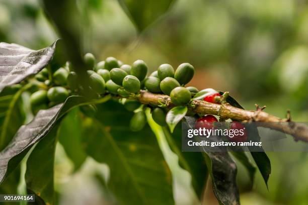 coffee beans in plantation - plantation de café stockfoto's en -beelden