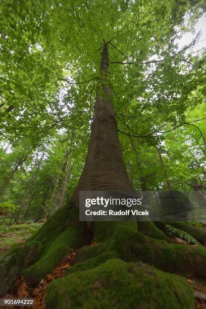 idyllic forest scene, large beech tree with rich root system, low angle view - root system stock pictures, royalty-free photos & images