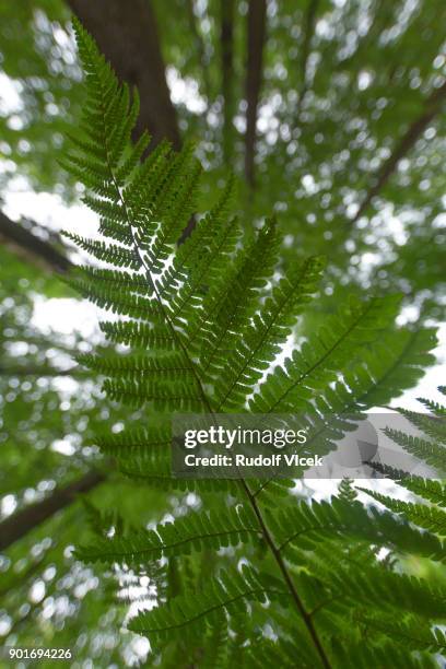 forest scenery, lush foliage, single fern leaf photographed from below - polypodiaceae stock pictures, royalty-free photos & images