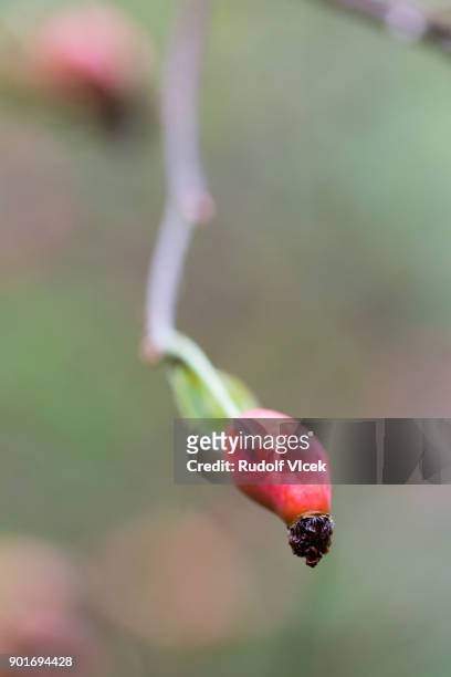 sweetbriar rose hip, eglantine, rosa rubiginosa close up (macro) - rosa eglanteria stock pictures, royalty-free photos & images