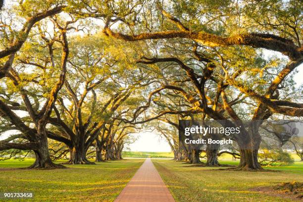 ルイジアナ州南部のオーク路地プランテーション建築ツリー天蓋付き - oak alley ストックフォ��トと画像