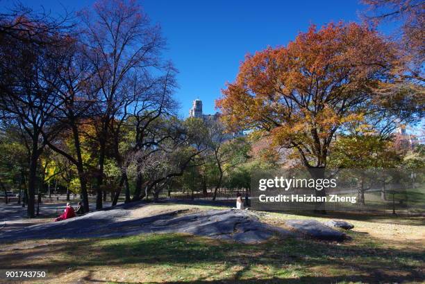 central park in new york city - american elm stock-fotos und bilder