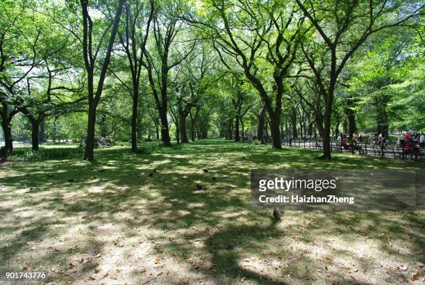 central park in new york city - american elm stock-fotos und bilder
