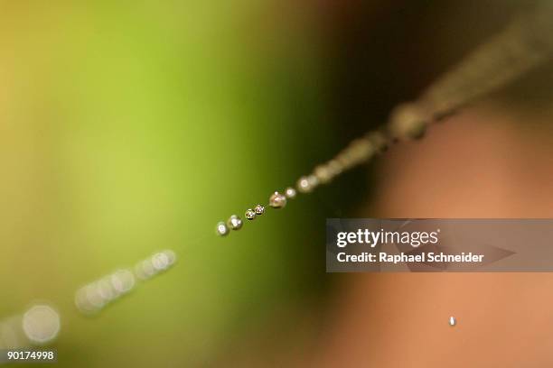 Spider Web Single Thread 170 Spider Thread Stock Photos, High-Res Pictures, and Images - Getty ...