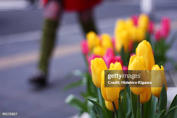 tulip - hidehiro kigawa stockfoto's en -beelden