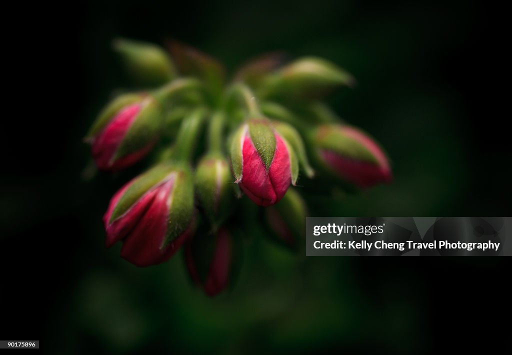 Pink flowers in buds
