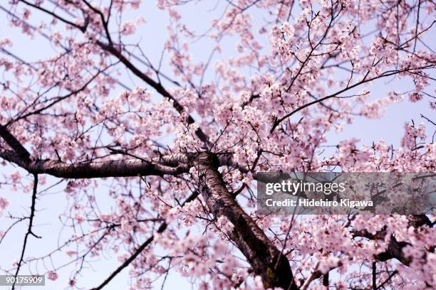 sakura sky - hidehiro kigawa stockfoto's en -beelden