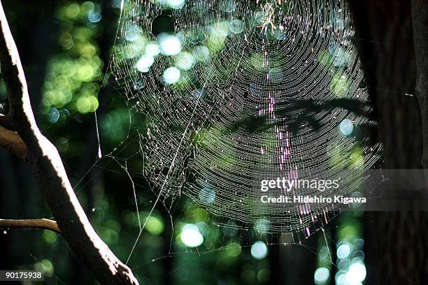 Spider In Tree 394 Tree Trunk Spider Stock Photos, High-Res Pictures, and Images ...
