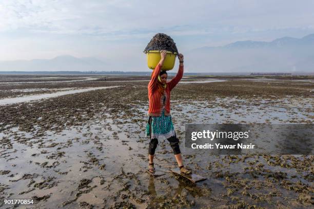 Kashmiri woman carries a tub full of chestnuts on her head, after harvesting them from mud and weed, as she walks on marsh with a short wooden skis,...