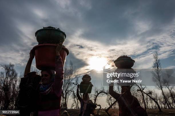 Kashmiri women carrying tubs full of water chestnuts on their heads, as they are silhouetted against the sun, after harvesting them from mud and...