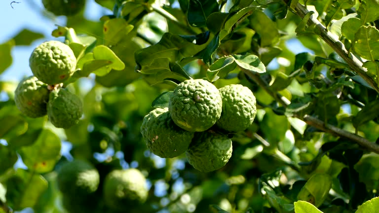 293 Bergamot Stock Videos, Footage, & 4K Video Clips - Getty Images | Bergamot flower, Bergamot fruit, Bergamot oil