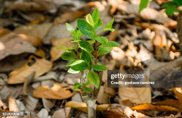 coca leaf plant - coca stockfoto's en -beelden