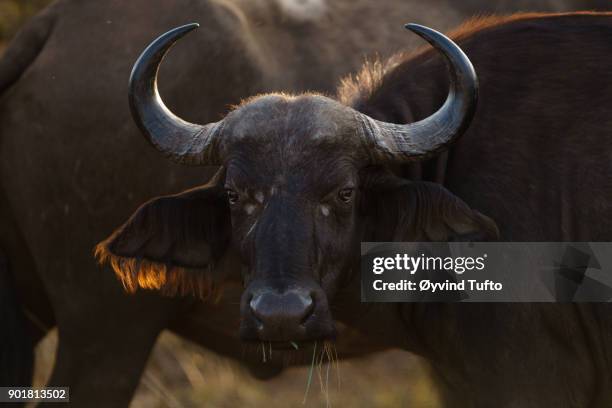 african buffalo - grote-vijf-wilde-dieren stockfoto's en -beelden