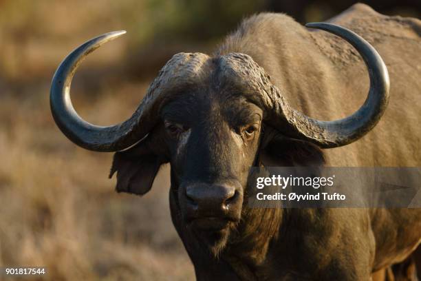 african buffalo - grote-vijf-wilde-dieren stockfoto's en -beelden