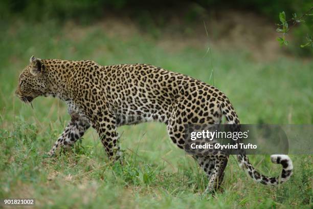 hunting leopard - grote-vijf-wilde-dieren stockfoto's en -beelden