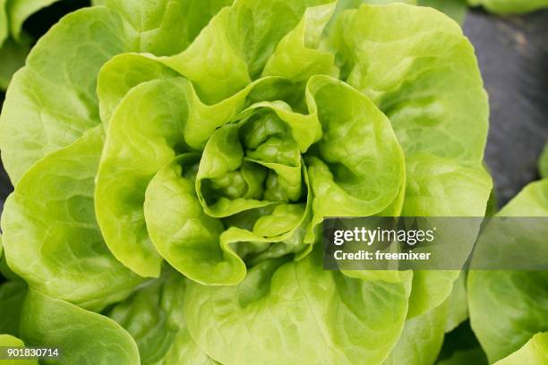 alface  - butterhead lettuce - fotografias e filmes do acervo