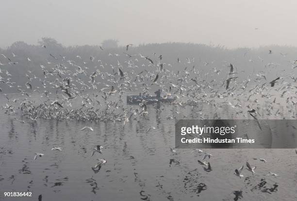 Seagulls birds flying along the Yamuna River during a cold and foggy weather, on January 06, 2018 in New Delhi Area, India. As per met department,...