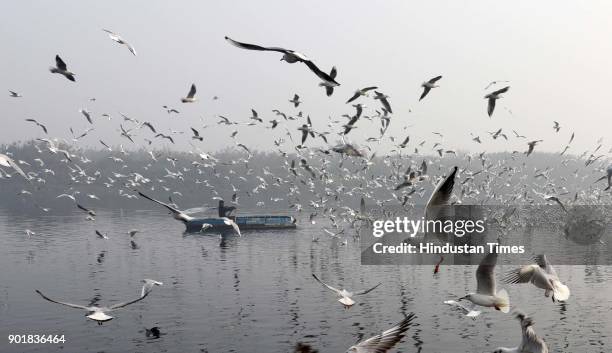 Seagulls birds flying along the Yamuna River during a cold and foggy weather, on January 06, 2018 in New Delhi Area, India. As per met department,...