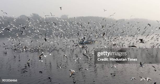 Seagulls birds flying along the Yamuna River during a cold and foggy weather, on January 06, 2018 in New Delhi Area, India. As per met department,...