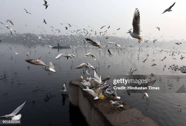 Seagulls birds flying along the Yamuna River during a cold and foggy weather, on January 06, 2018 in New Delhi Area, India. As per met department,...