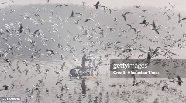 Seagulls birds flying along the Yamuna River during a cold and foggy weather, on January 06, 2018 in New Delhi Area, India. As per met department,...