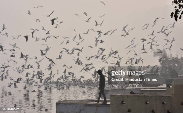 Seagulls birds flying along the Yamuna River during a cold and foggy weather, on January 06, 2018 in New Delhi Area, India. As per met department,...