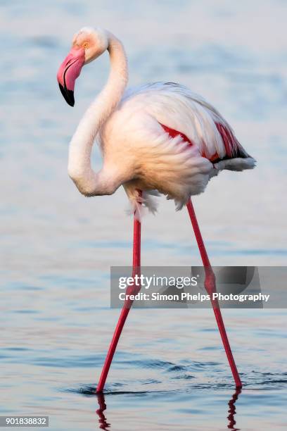 greater flamingo, walvis bay, namibia - greater flamingo stock pictures, royalty-free photos & images