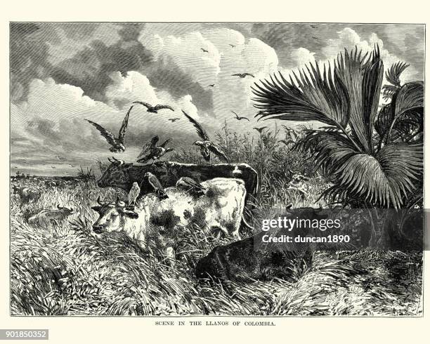 scene in the llanos of colombia - colombia stock illustrations