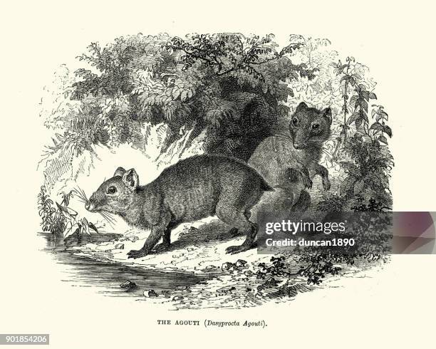 natural history - rodents - agouti - agouti animal stock illustrations