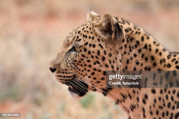leopard - fotoclick stock-fotos und bilder