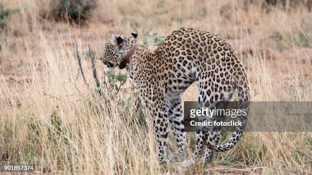 leopard - fotoclick stock-fotos und bilder