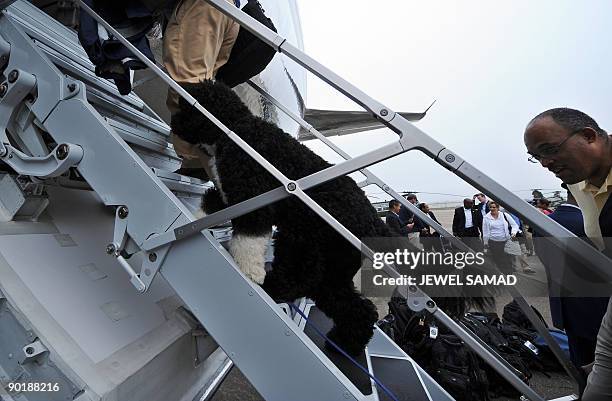 White House staff takes the US First Family dog Bo on board the the Air Force One in Cape Cod on Martha's Vineyard, Massachusetts, on August 30, 2009...