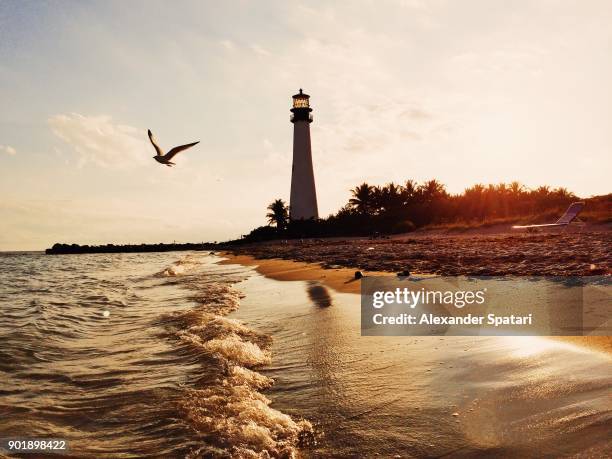 seagull and lighthouse during sunset at bill baggs cape florida state park, usa - key biscayne florida stock-fotos und bilder