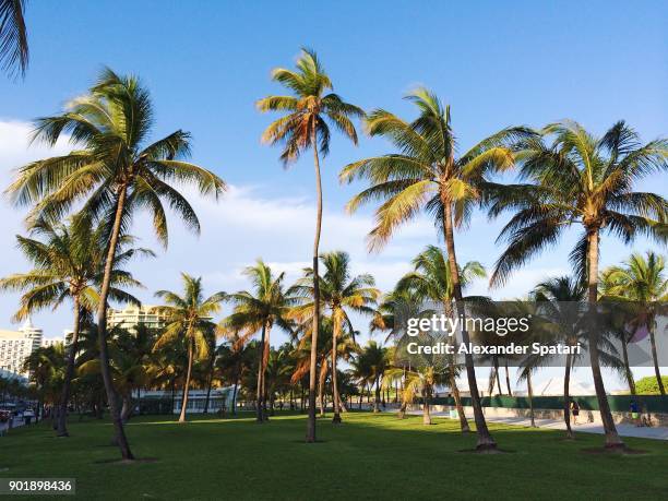 palm trees at lummus park along south beach coast, miami, usa - palm coast, fla stock pictures, royalty-free photos & images