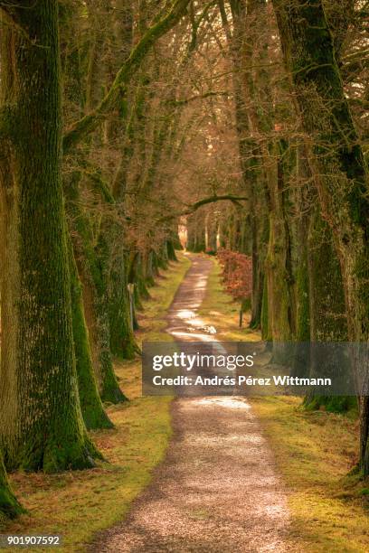 old sunny oak alley or avenue - oak alley ストックフォトと画像