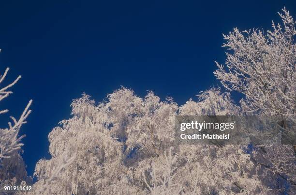 white landscapes - 樹氷 ストックフォトと画像