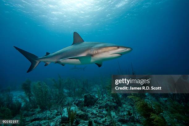 caribbean reef sharks - caribbean reef shark stockfoto's en -beelden