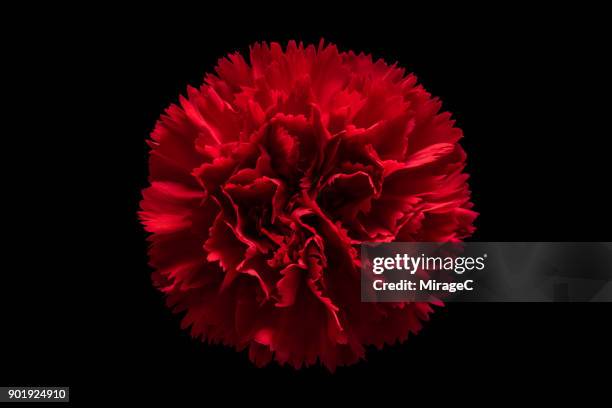 red carnation flower on black background - carnation stock pictures, royalty-free photos & images