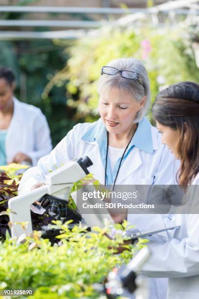 female botanists work together in greenhouse - agriculture research stock pictures, royalty-free photos & images