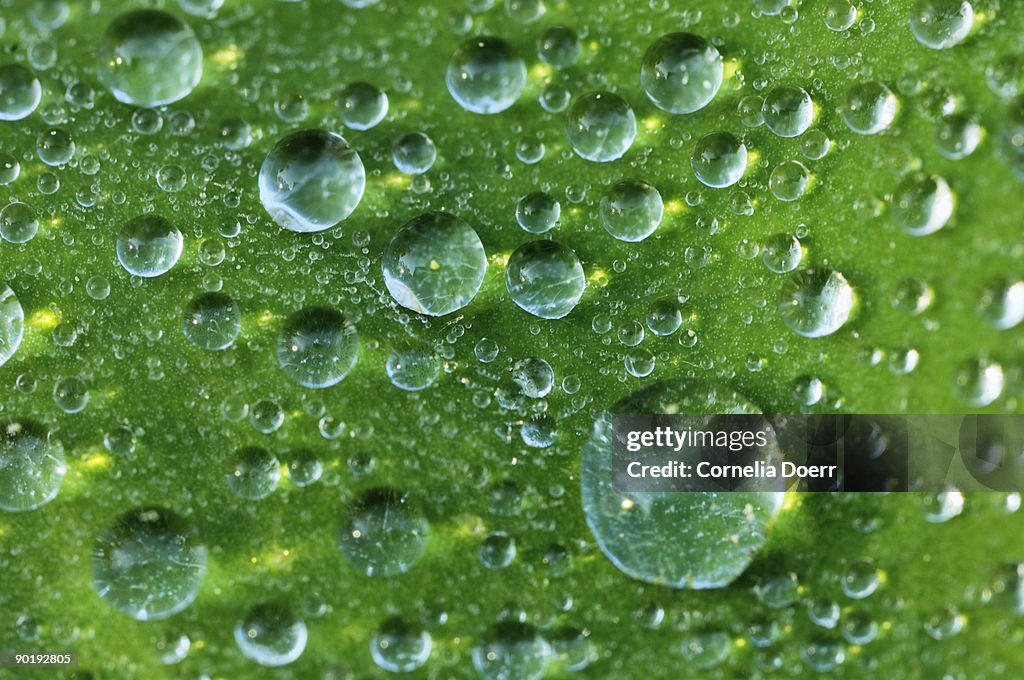 Water droplets on leaf