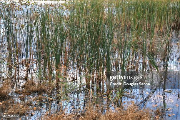 swamp water in the tall grass - leben im teich stock-fotos und bilder