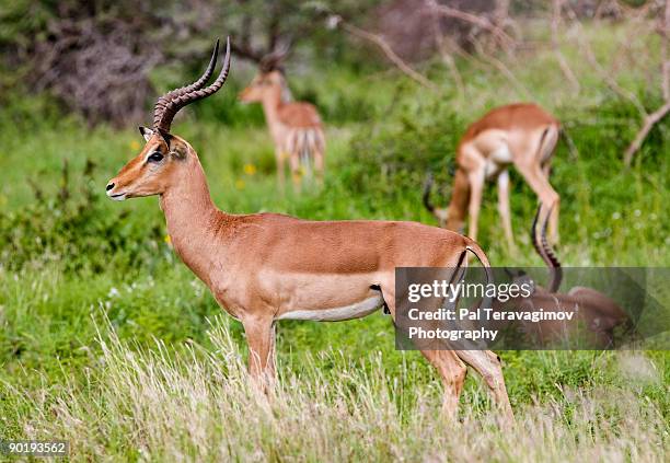 impala antelope - quattro animali foto e immagini stock